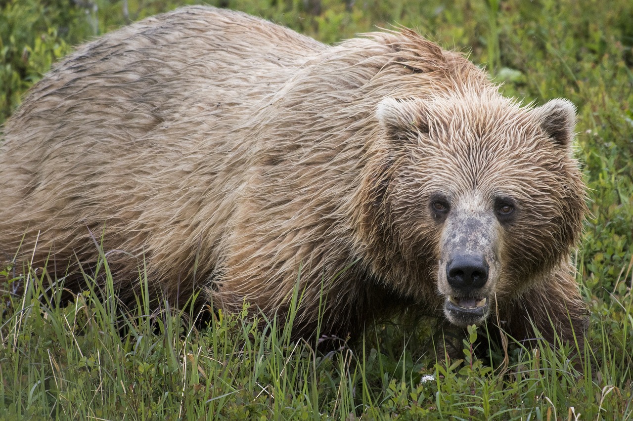 bear  grizzly  nature free photo
