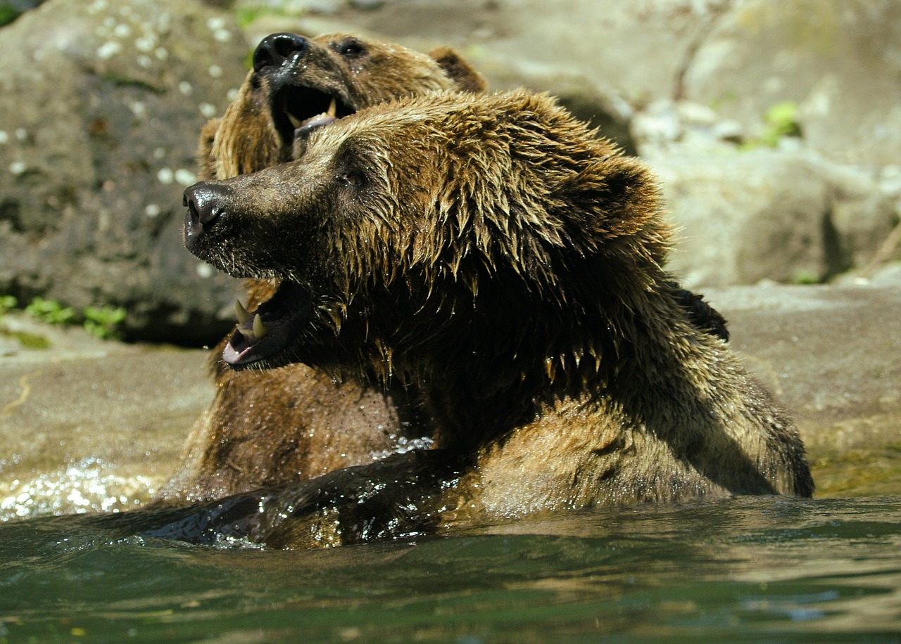 bear brown bear ursus arctos free photo