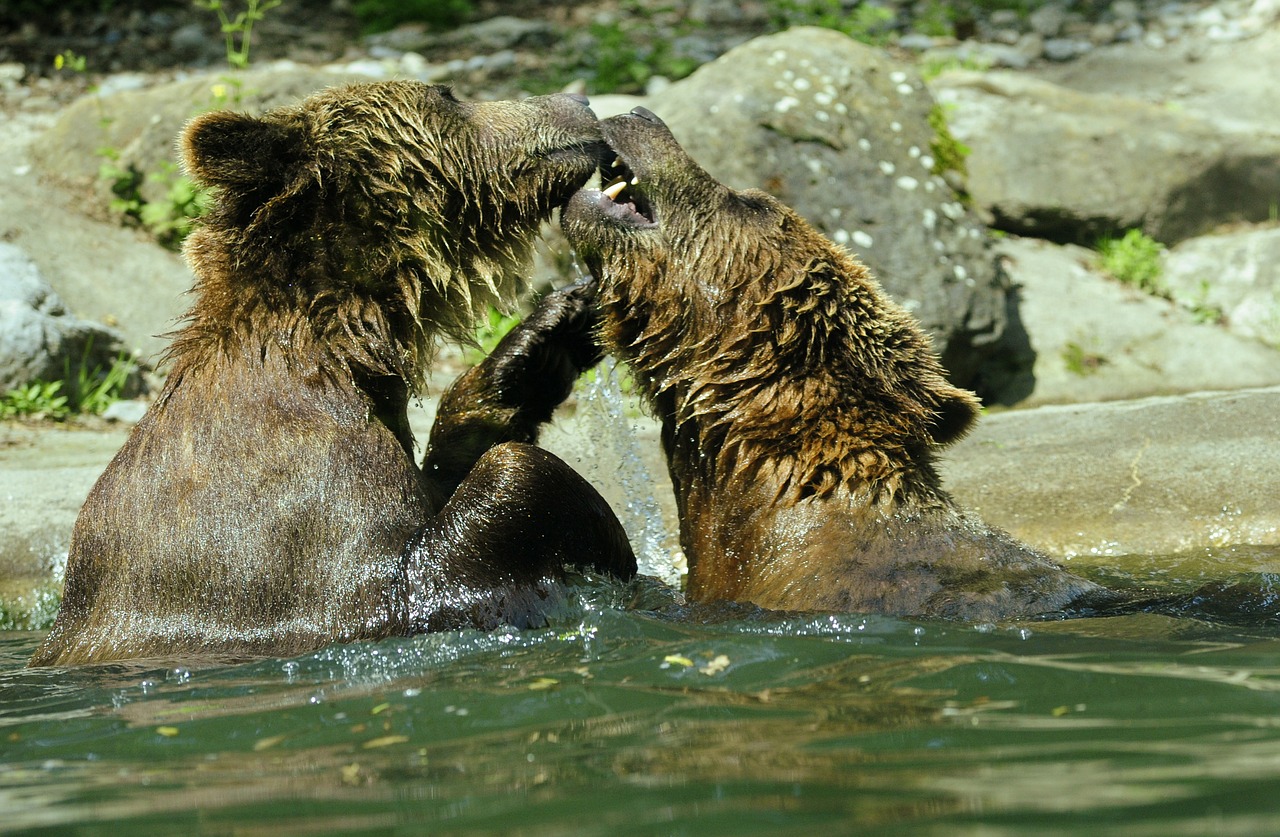 bear brown bear ursus arctos free photo