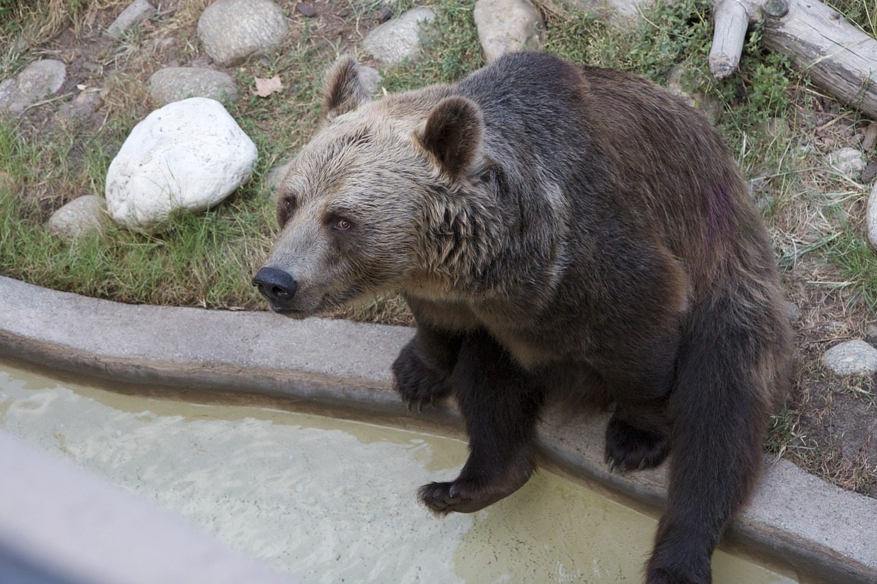 bear sitting brown free photo