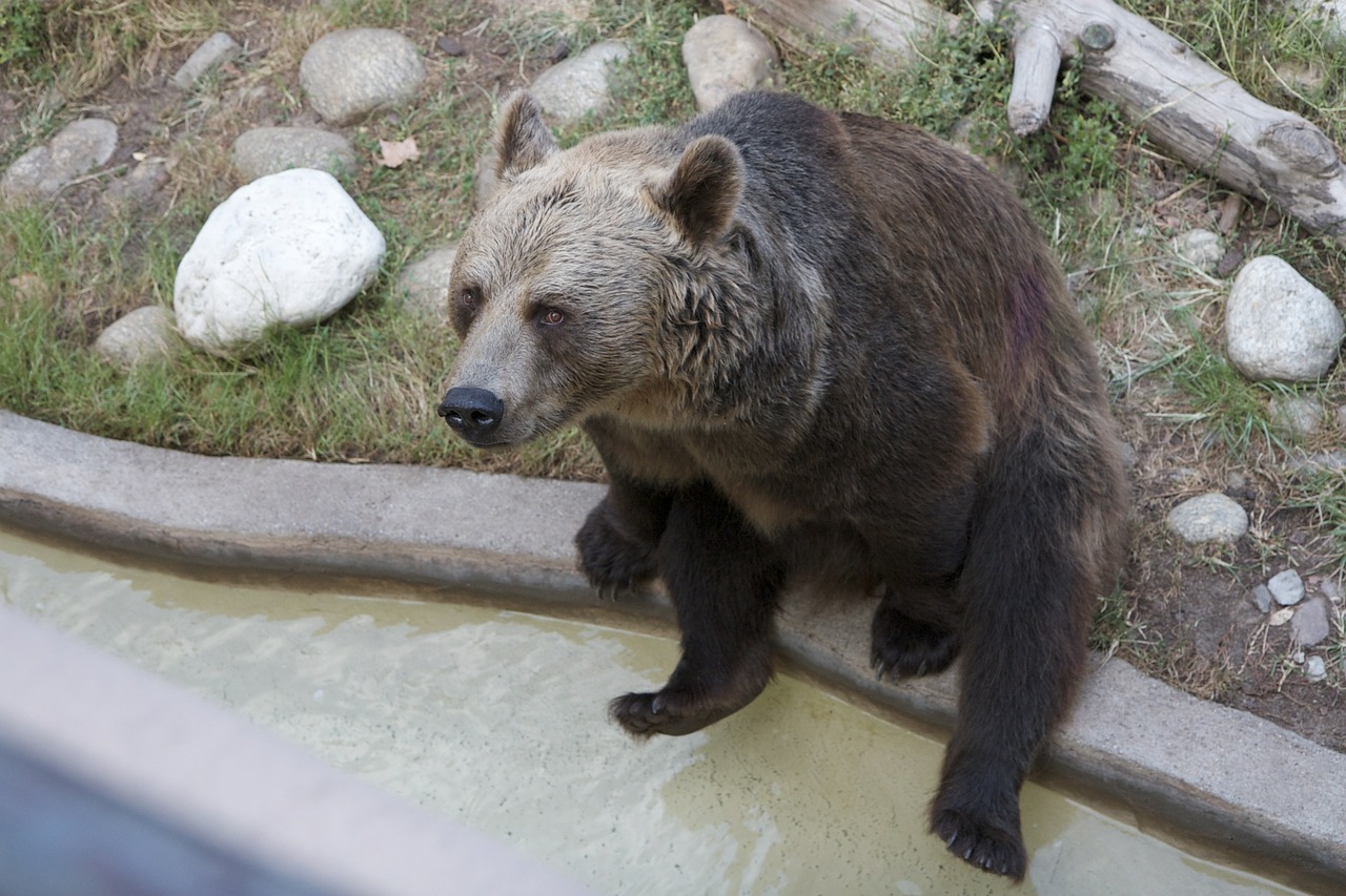 bear sitting brown free photo