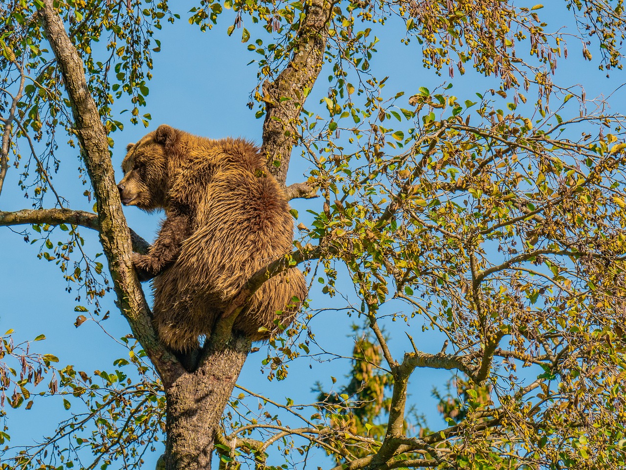 bear  brown bear  furry free photo