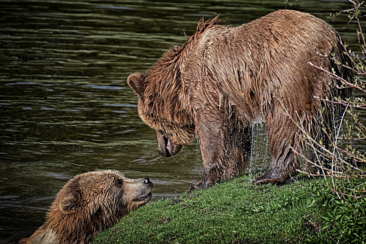 bear  wildpark poing  play free photo