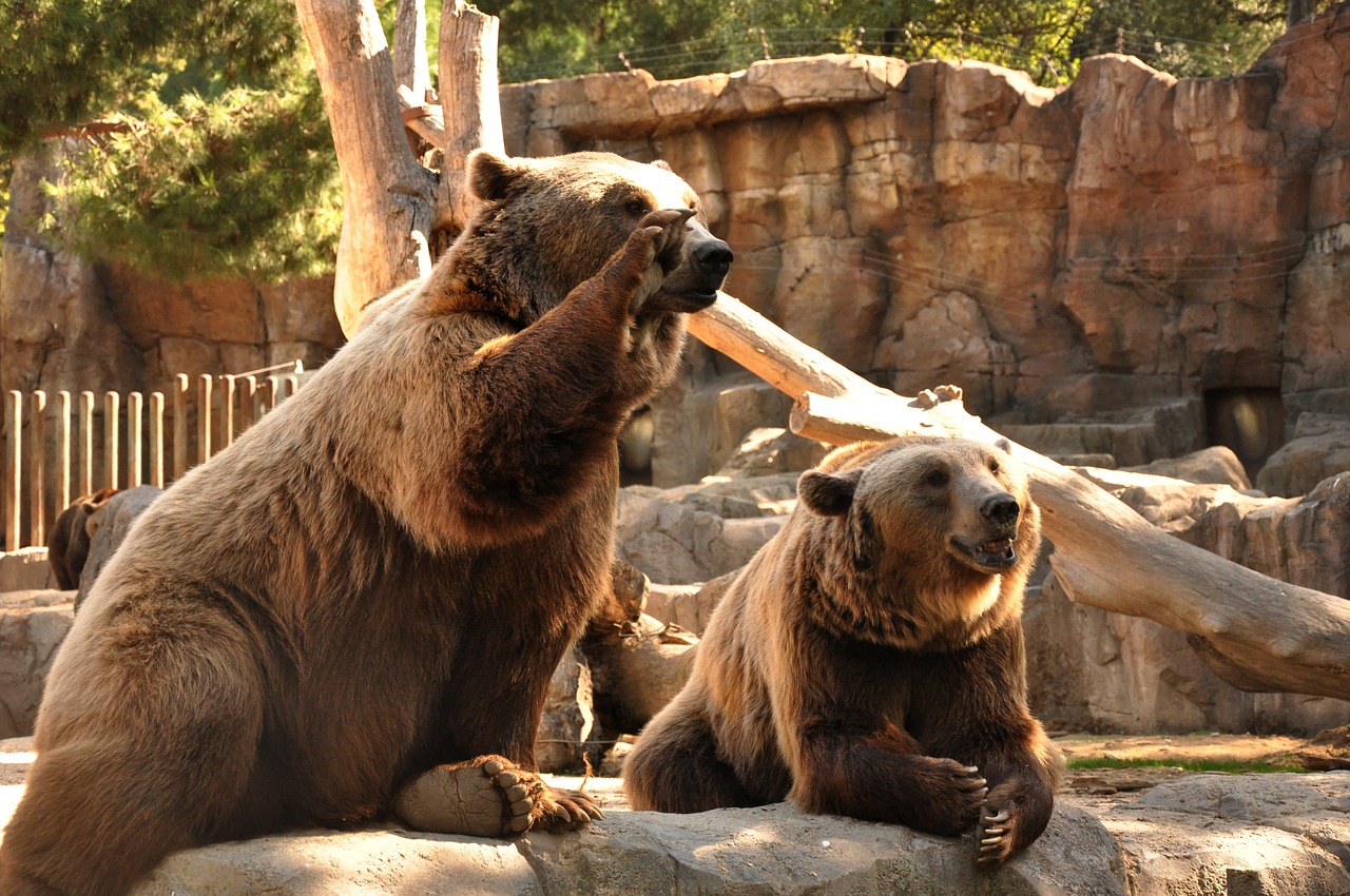 bear  bears  zoo free photo