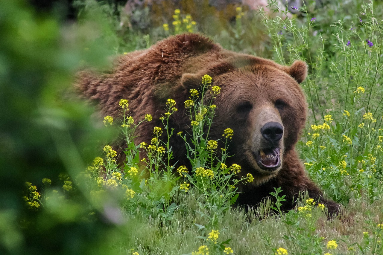 bear  grizzly  wild free photo