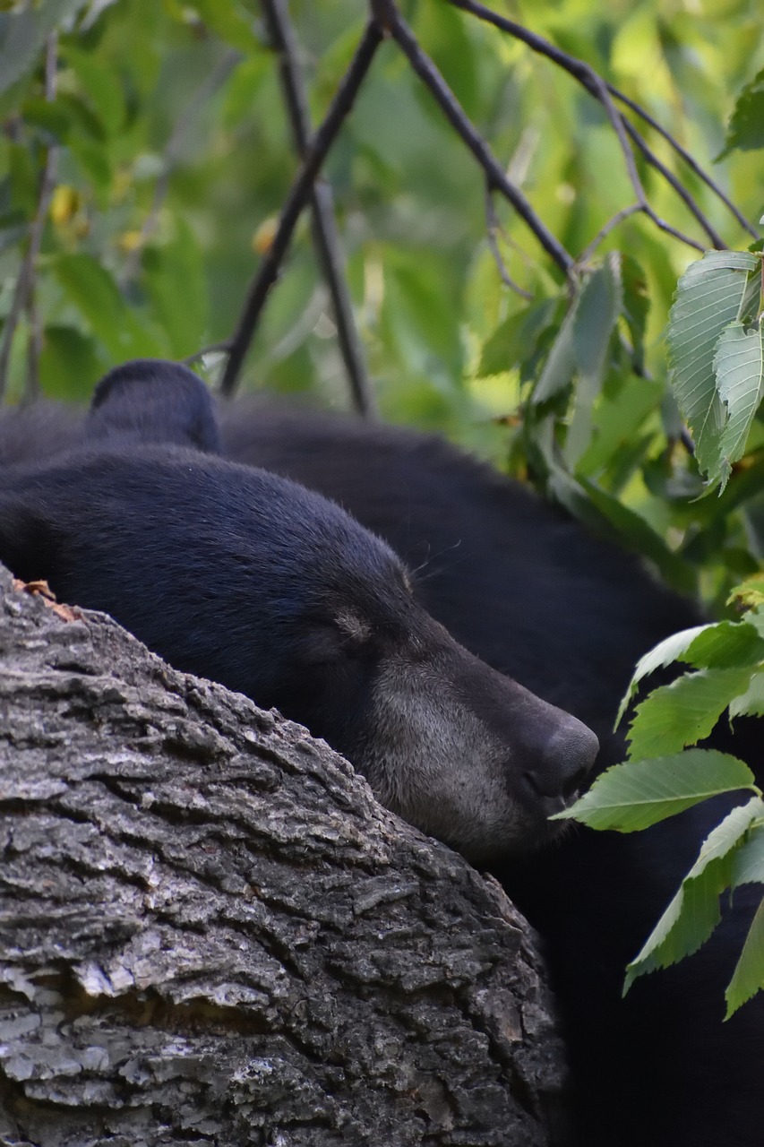 bear  black bear  sleeping free photo