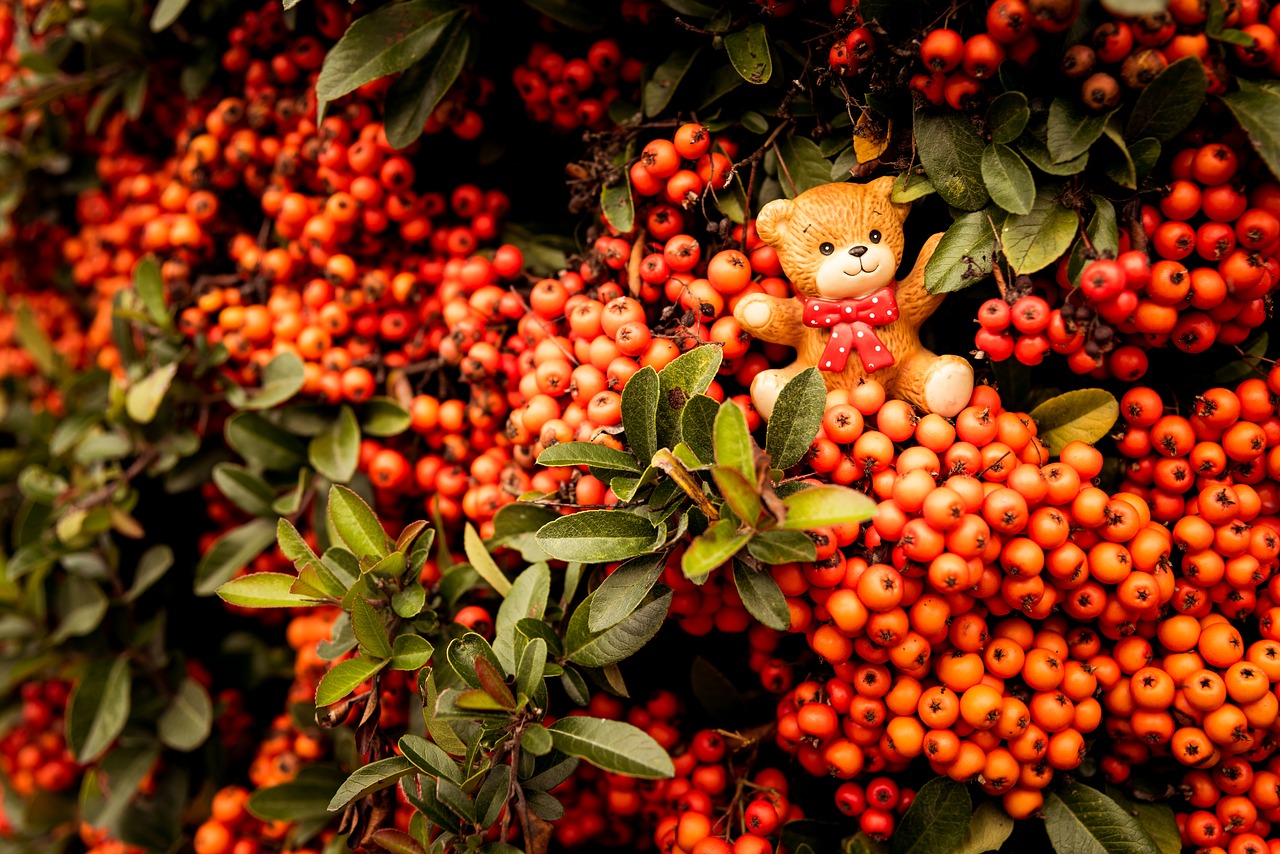 bear  toy  berries free photo