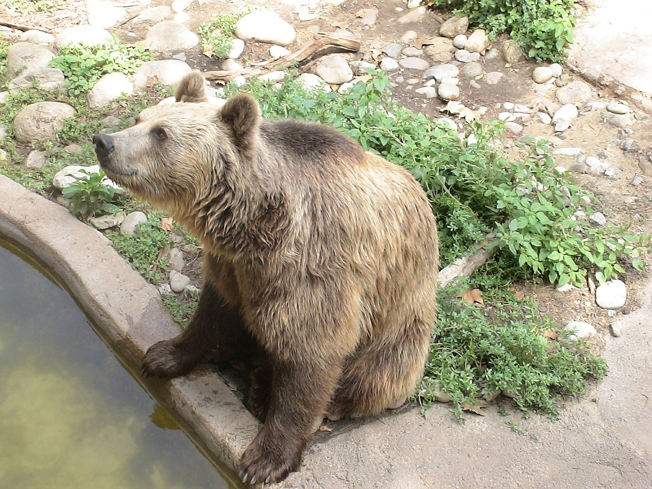 bear brown bear zoo free photo