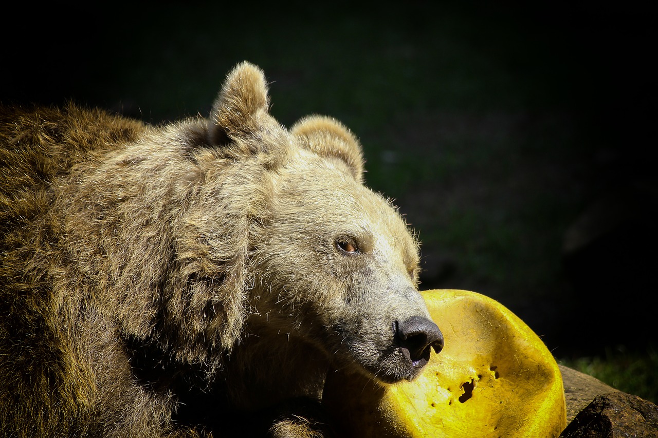 bear  brown bear  zoo free photo