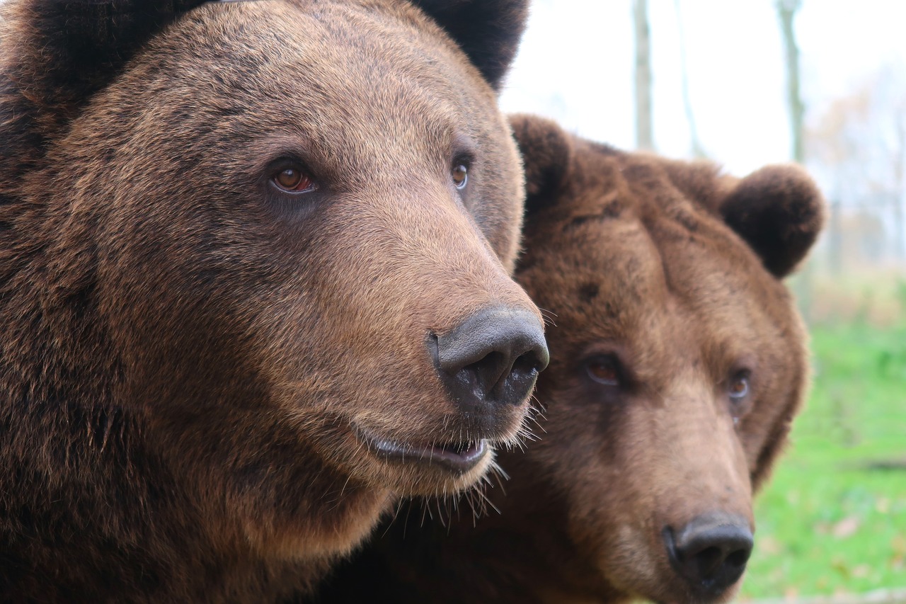 bear  brown bear  fur free photo