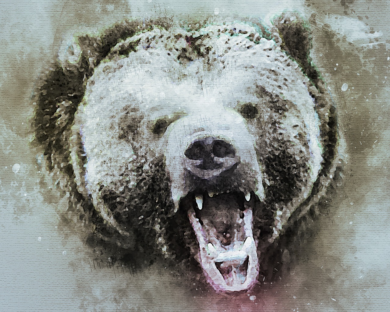 bear  grizzly  animal free photo