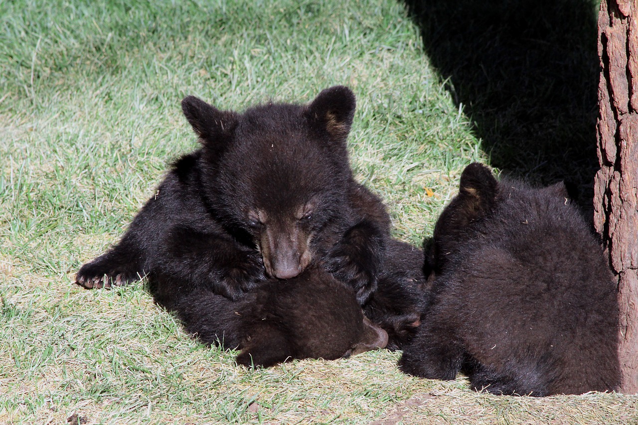 bear  cubs  black free photo