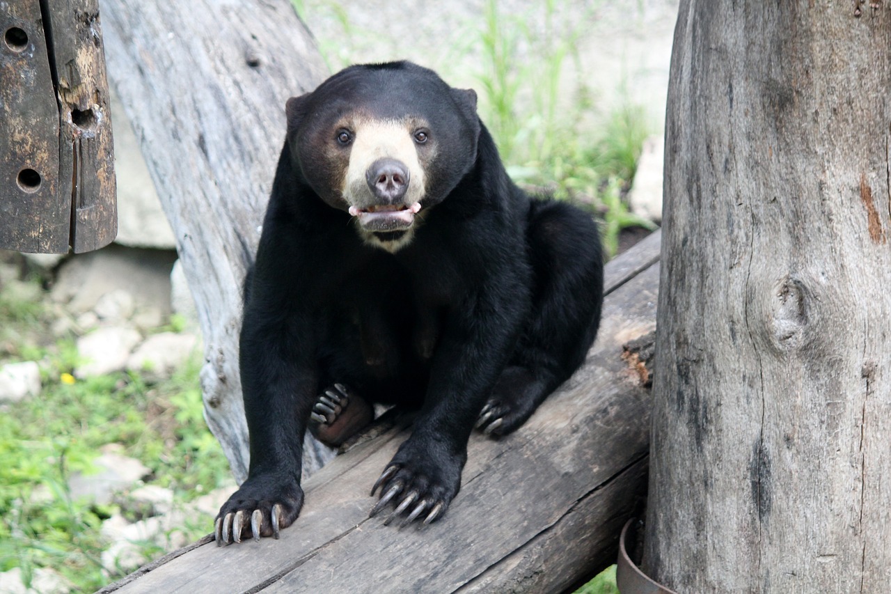 bear  malay  animal free photo