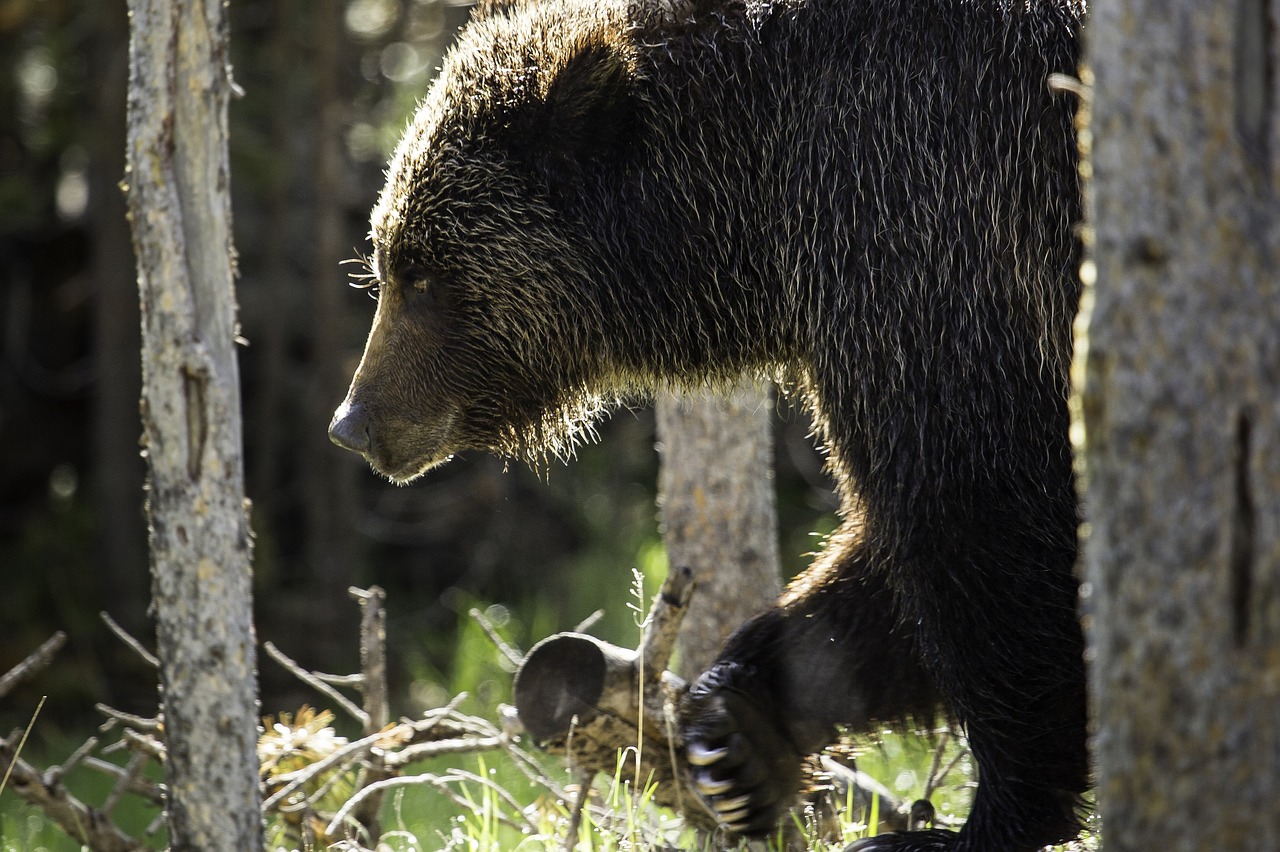 bear  grizzly  nature free photo