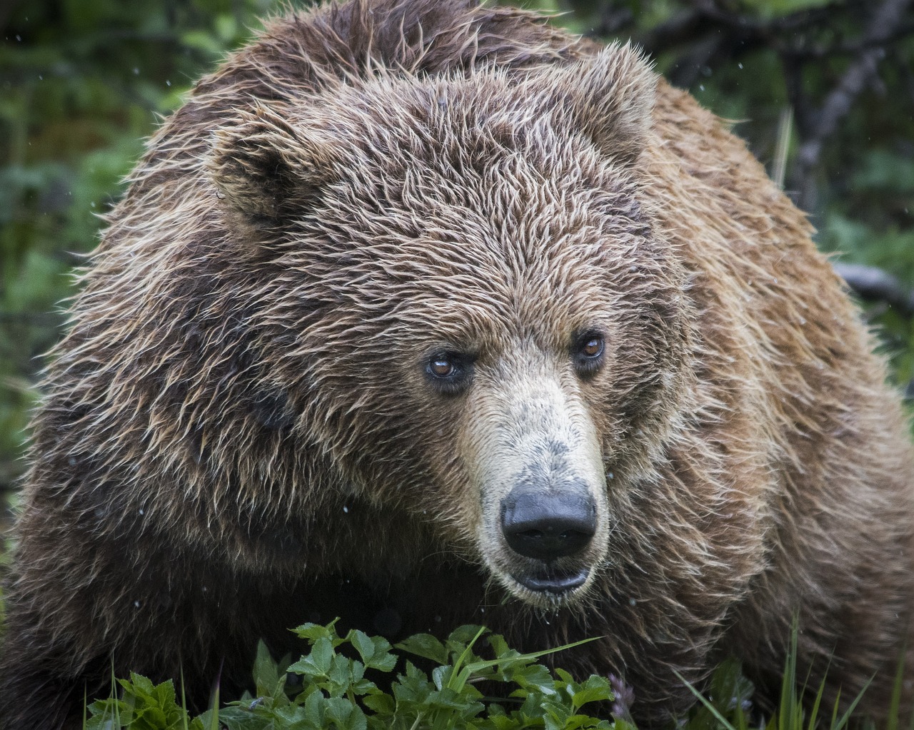 bear  grizzly  nature free photo