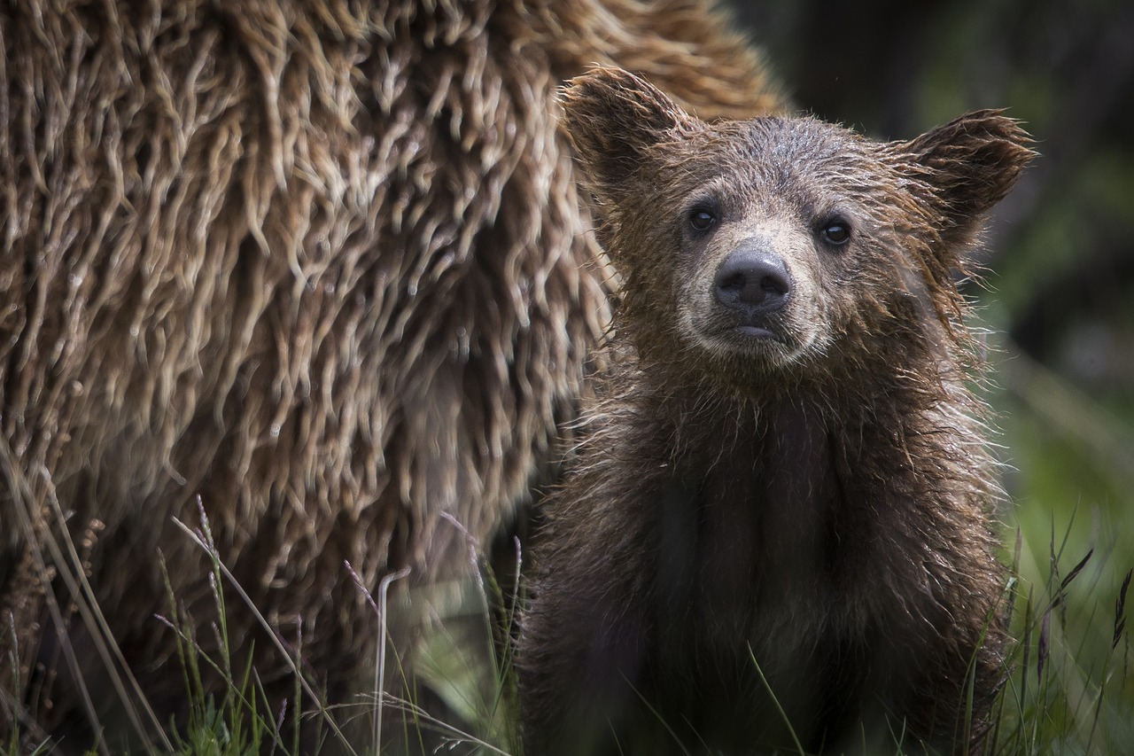 bear  cub  young free photo