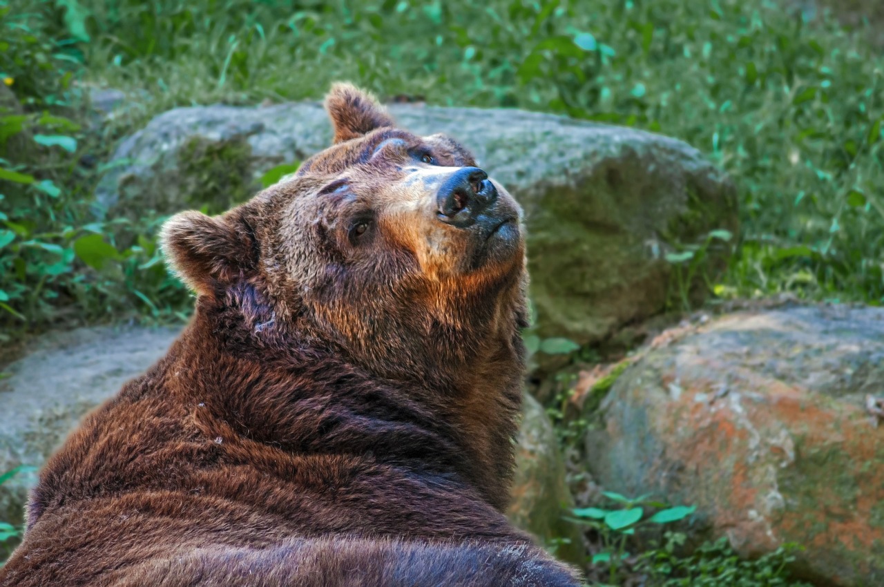 bear  animal  nature free photo