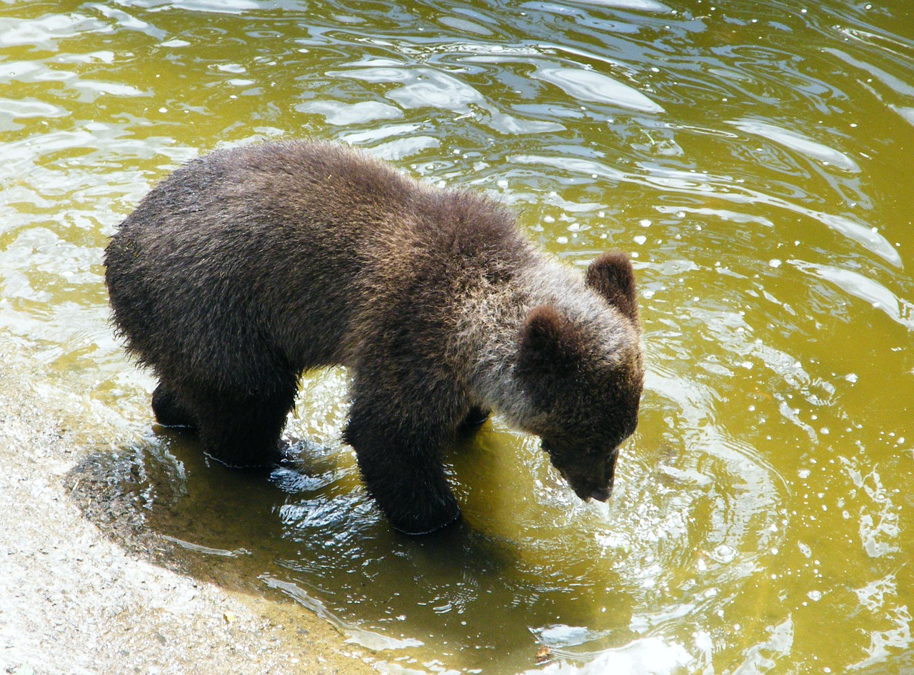 bear brown bear young free photo