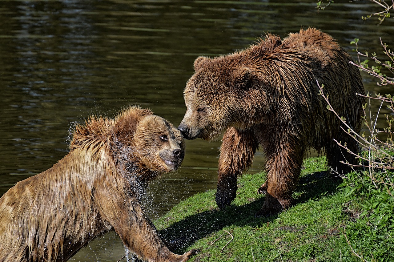 bear  play  water free photo