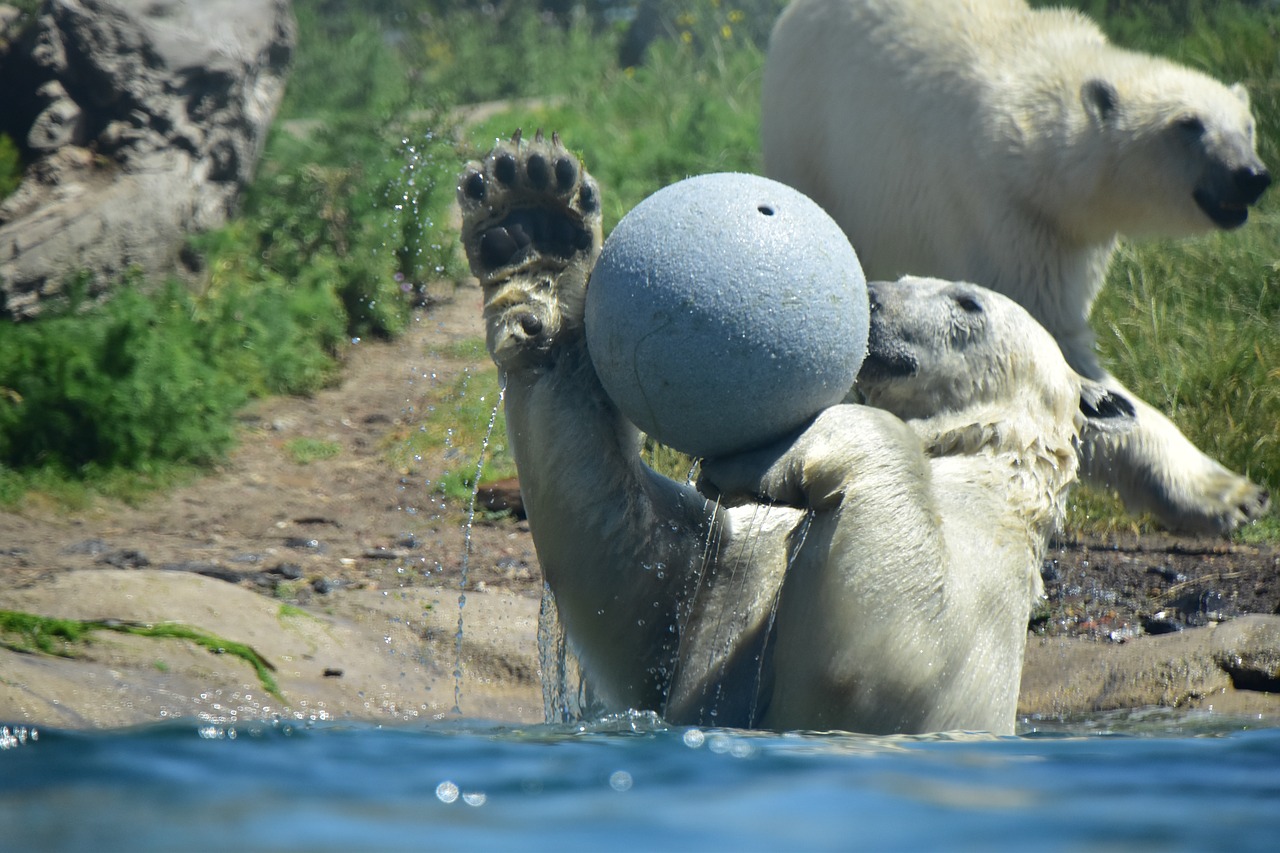 bear  polar  animal free photo