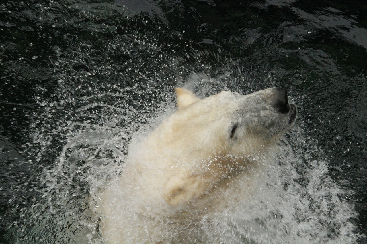 bear polar arctic free photo