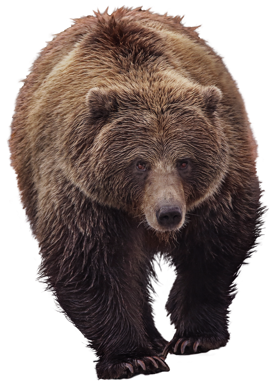 bear  grizzly  animal world free photo