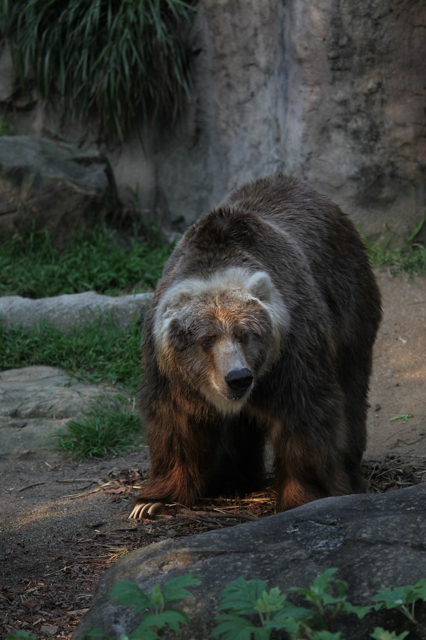 bear  big  wildlife free photo