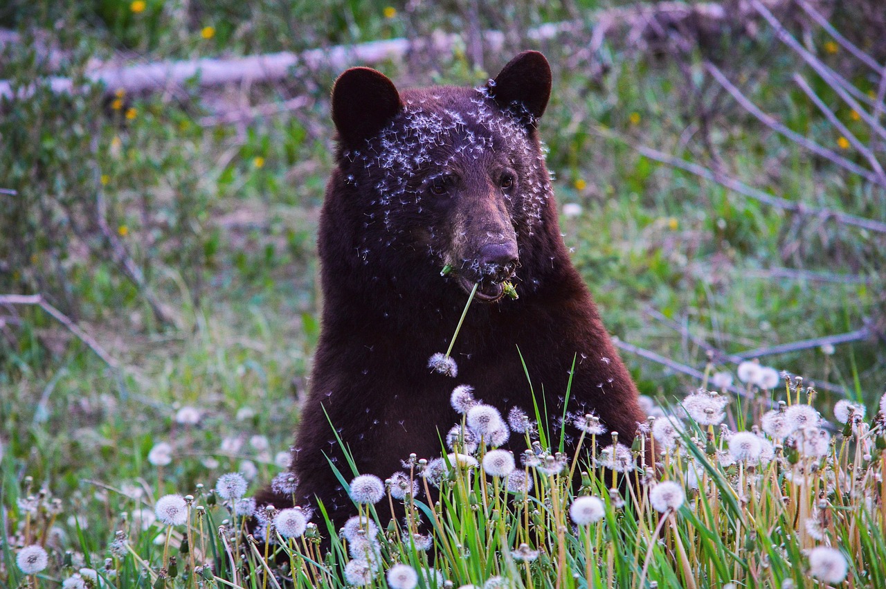 bear  canada  animal free photo