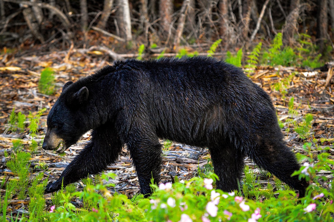 bear  animal  nat free photo