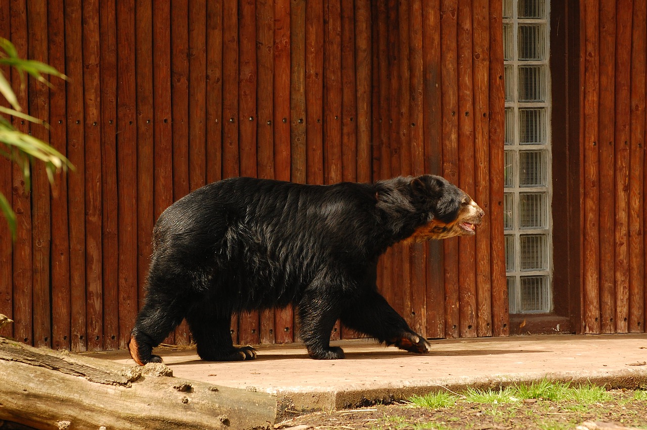 bear  black  zoo free photo