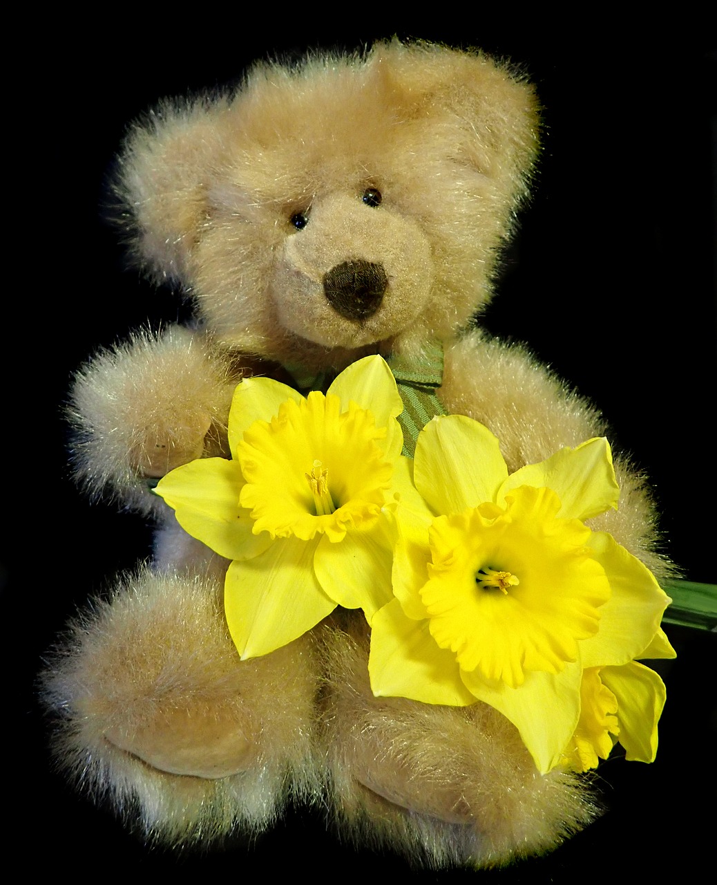 bear  teddy  toy free photo