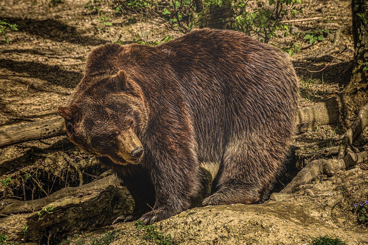 bear  brown bear  nature free photo