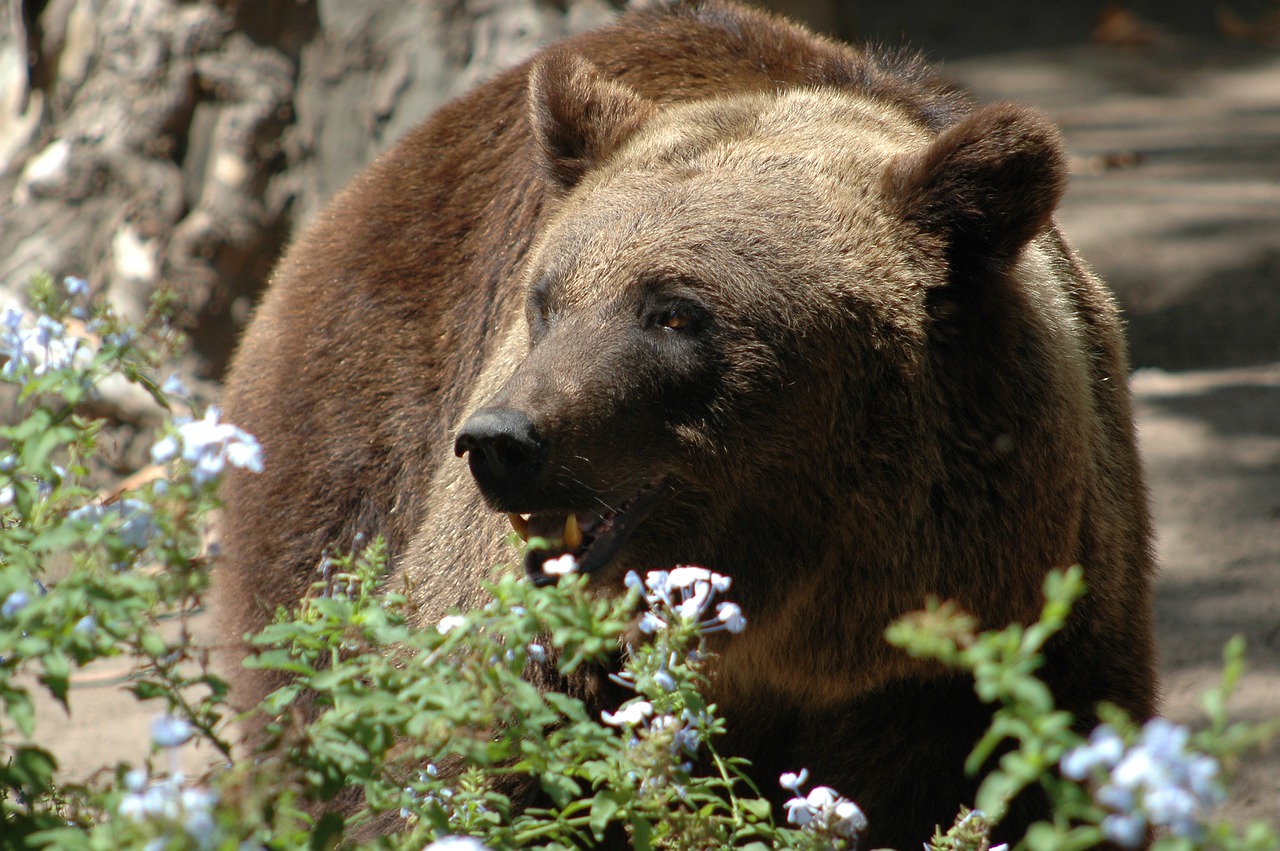 bear  bruno  nature free photo