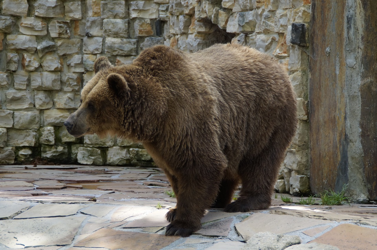 bear brown bear grizzly free photo