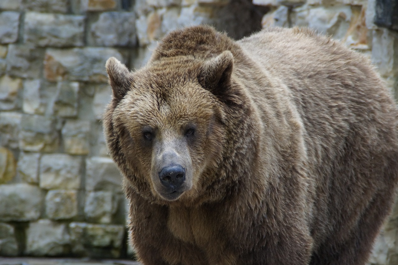 bear brown bear grizzly free photo