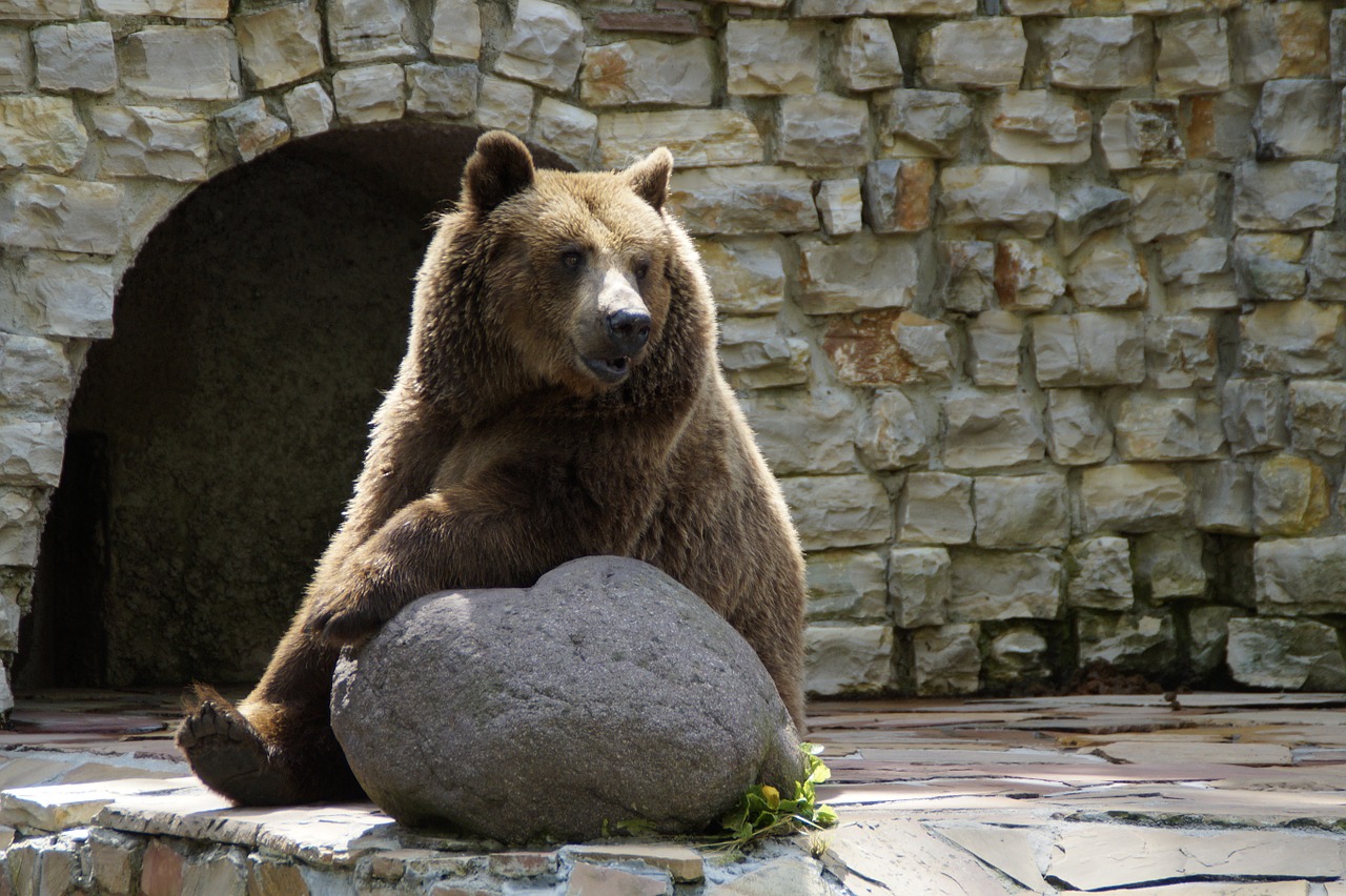 bear brown bear grizzly free photo