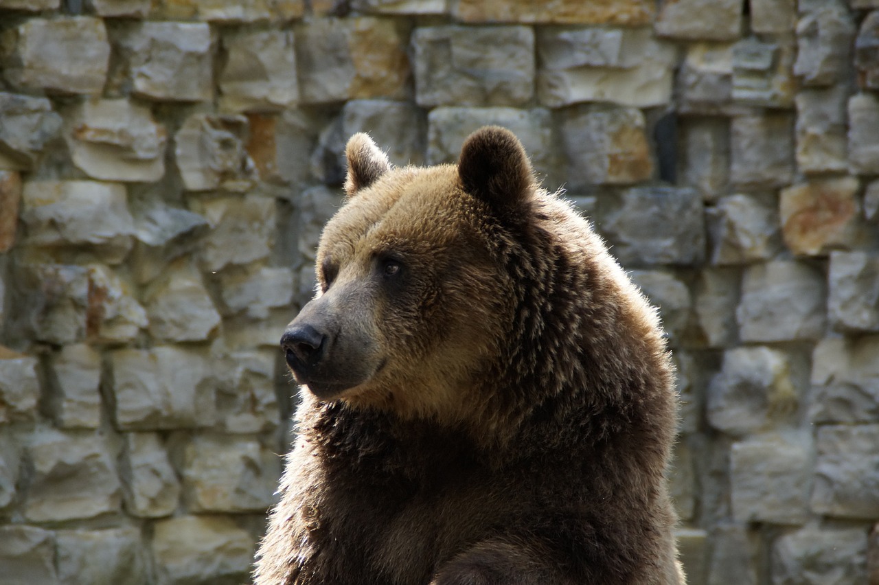 bear brown bear grizzly free photo