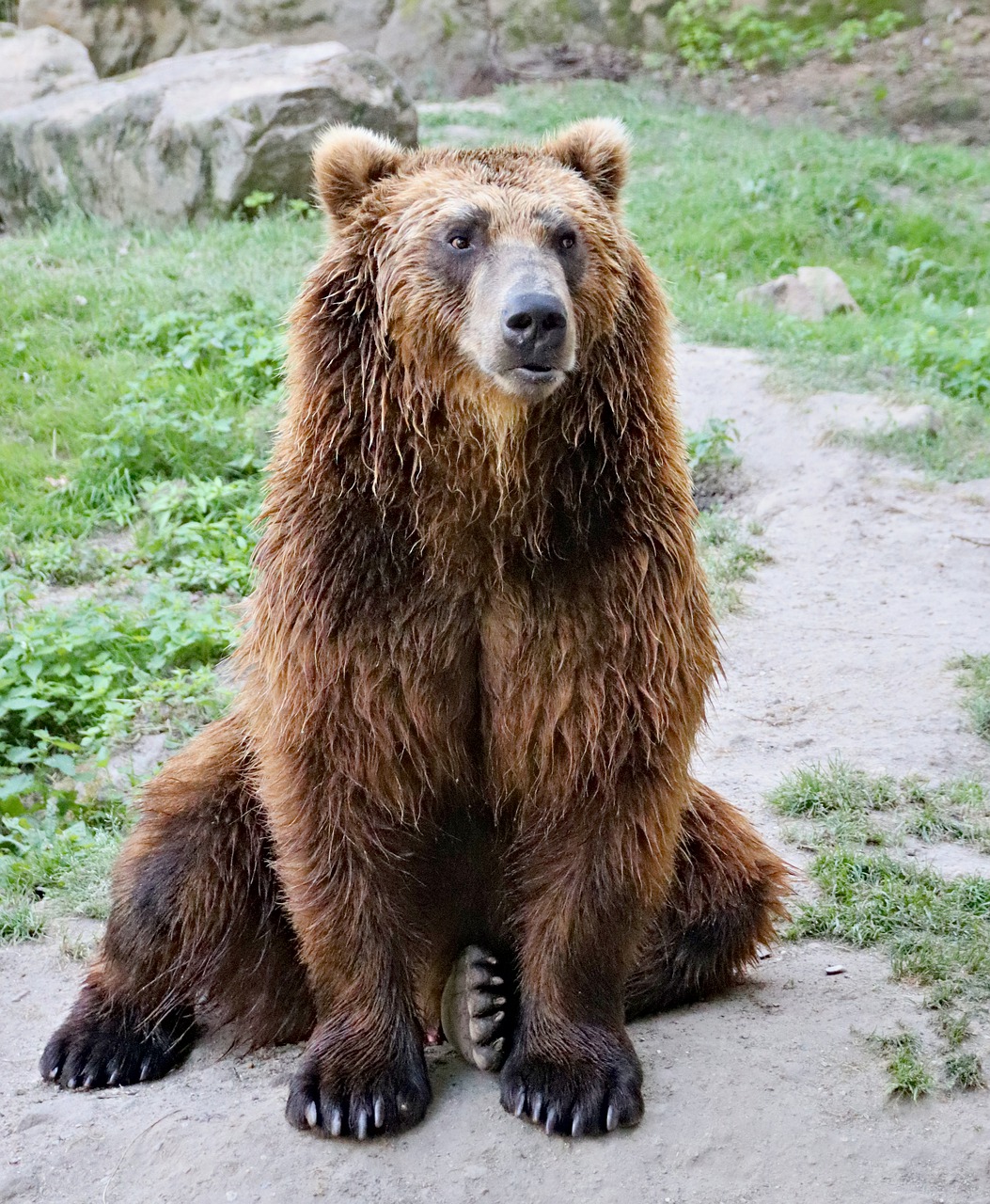 bear  brown  kamchatka free photo