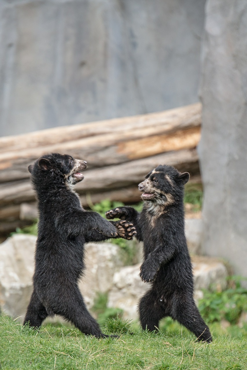 bear brown bears bear children free photo