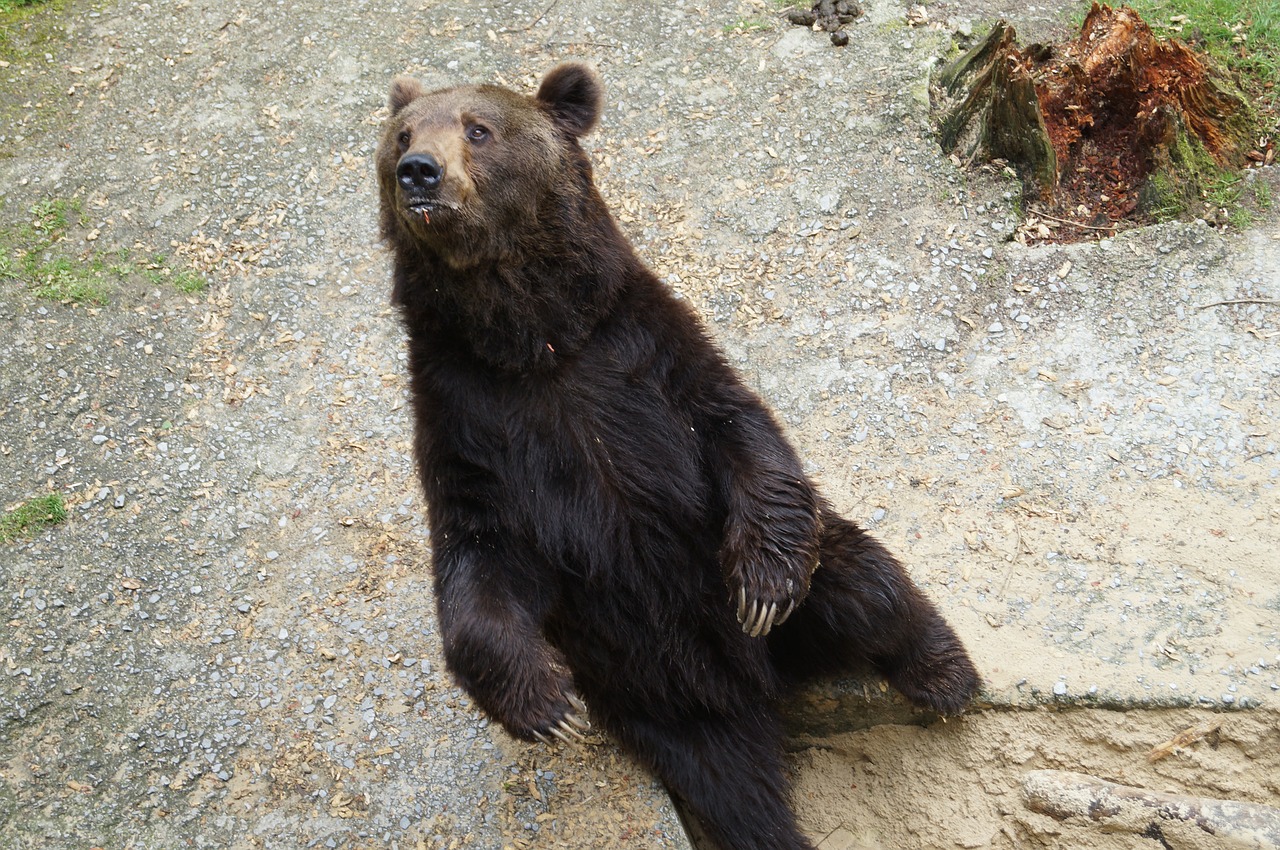 bear wild animal predator free photo