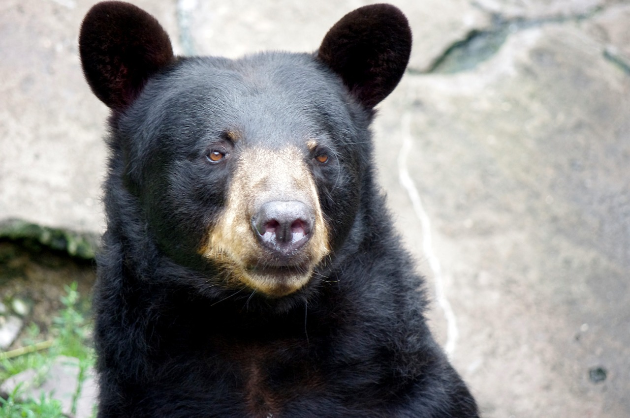 bear baribal kaliningrad free photo