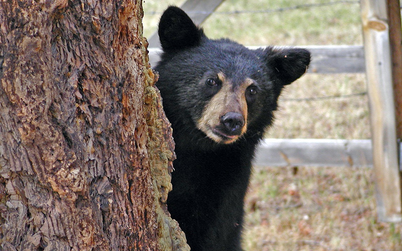 bear cub animal free photo