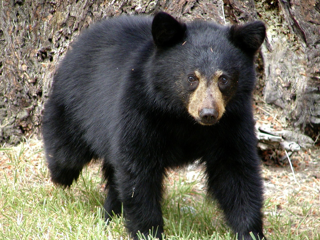 bear animal british columbia free photo