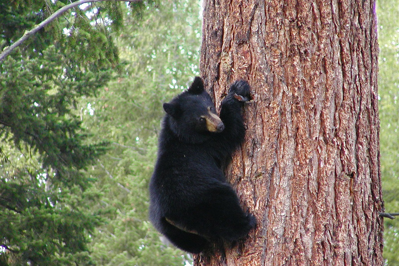 bear black grizzly free photo