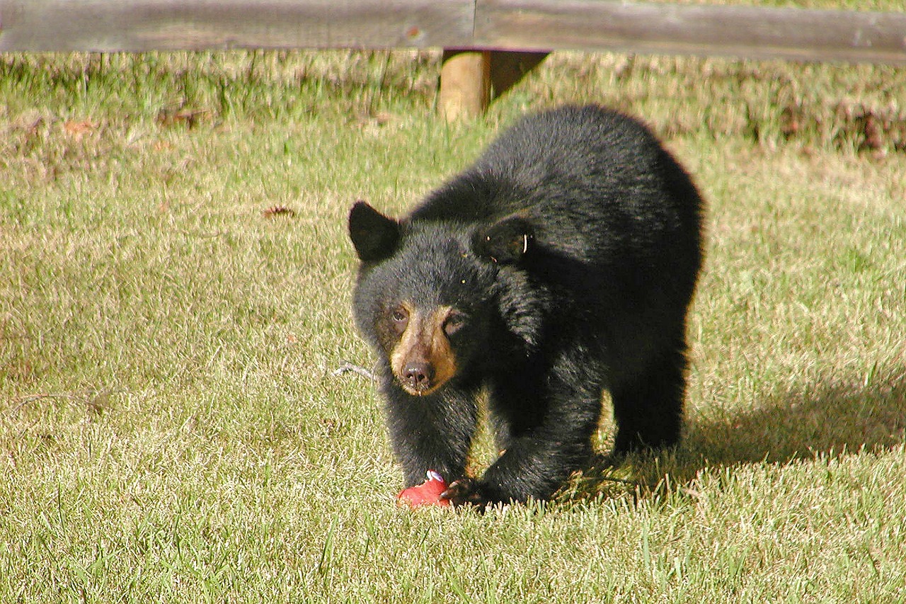 bear animal young free photo