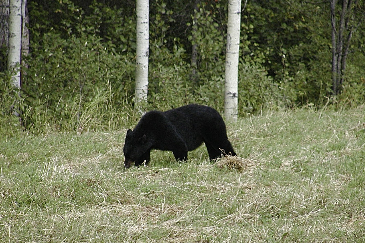 bear black animal free photo