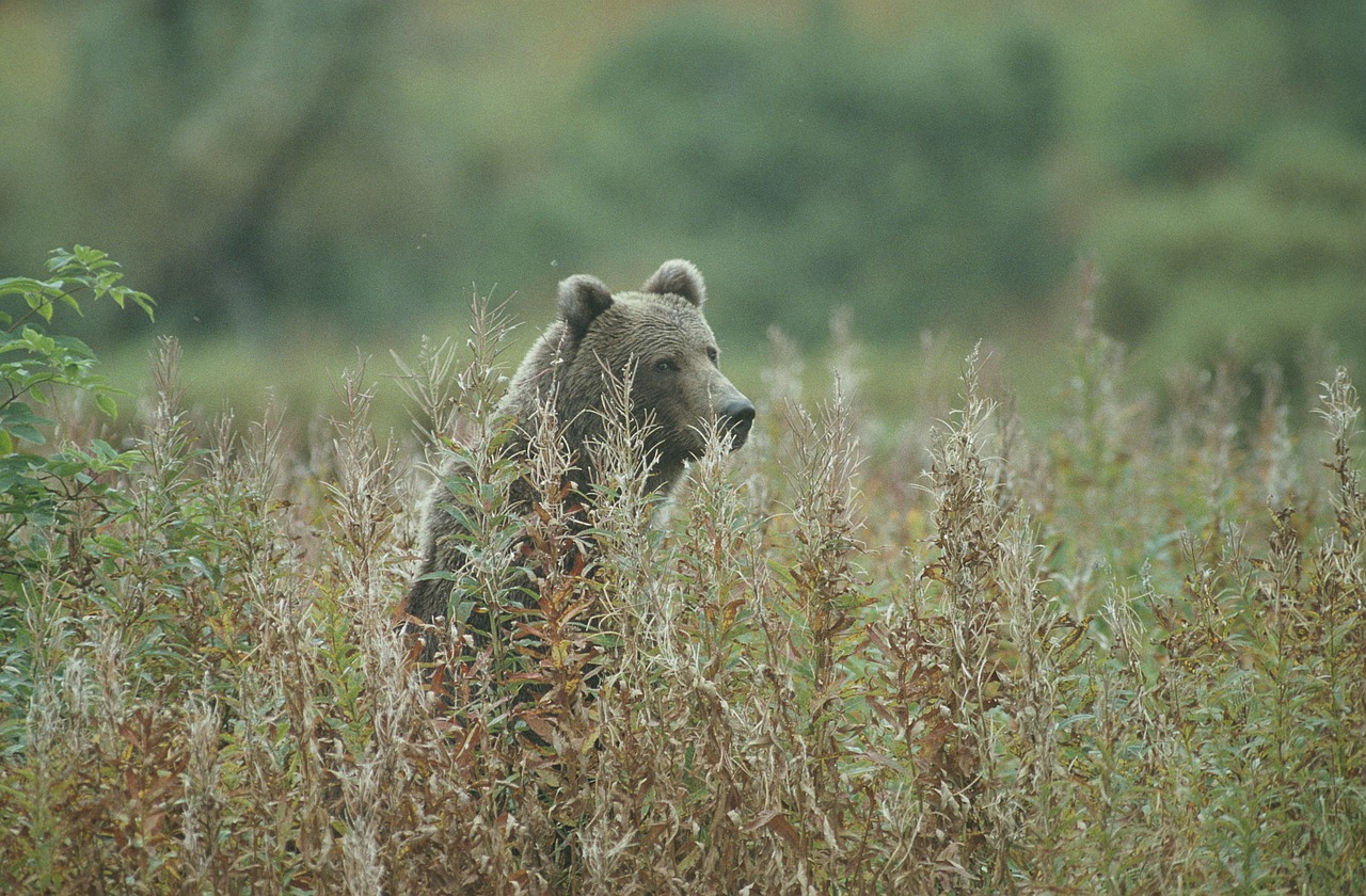 bear kodiak bear standing free photo