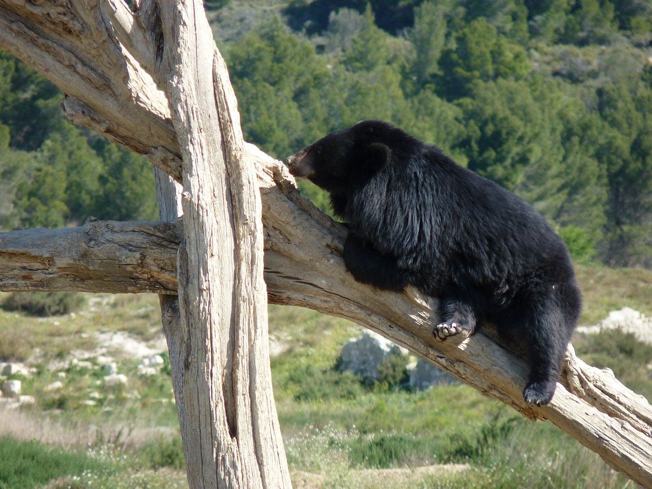 bear animal zoo free photo