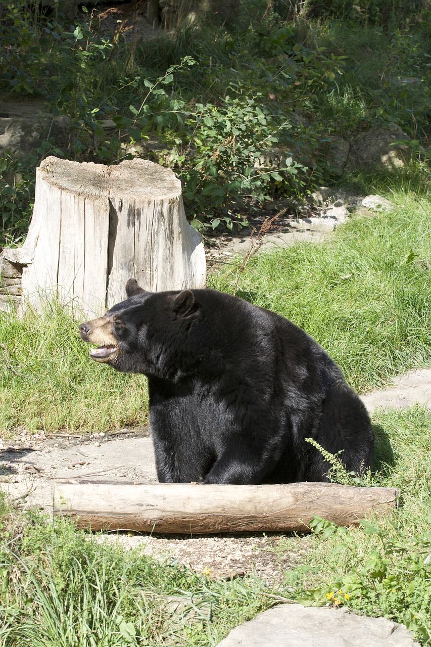 bear animal wild free photo