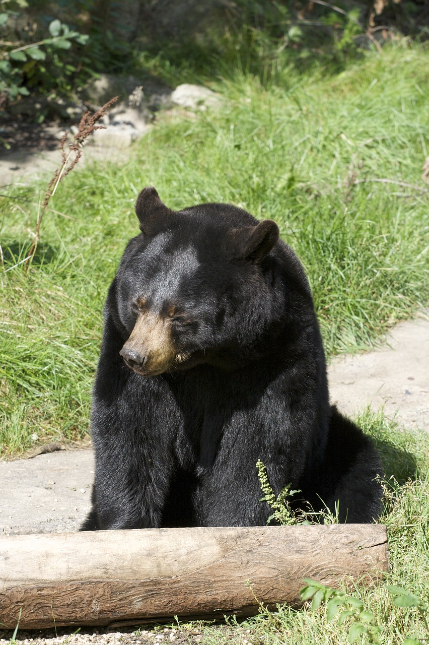 bear animal wild free photo